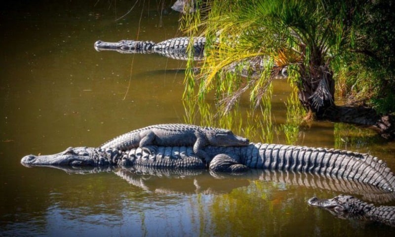 Alligator adventure
