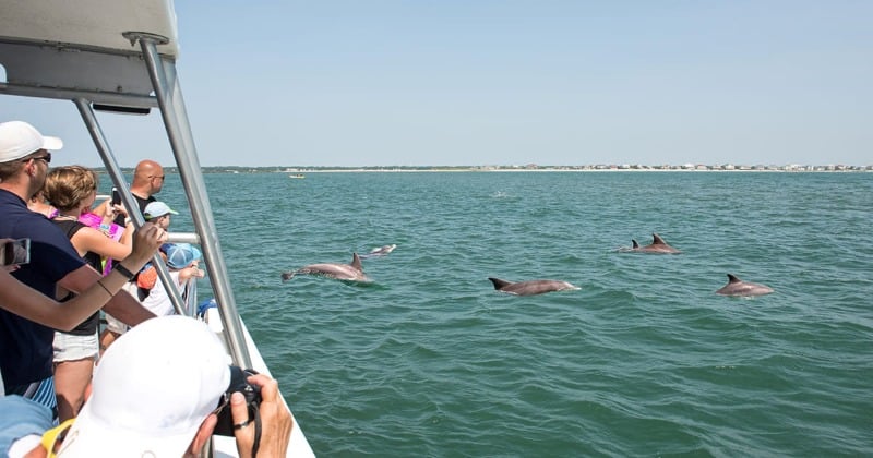 Dolphin tours 