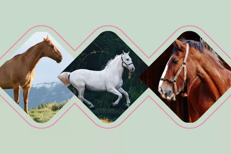 145-native-american-horse-names-and-meanings-explained